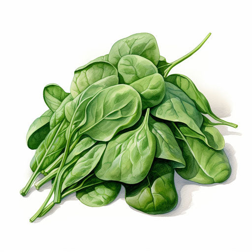 Spinach clipart in the style of Impressionistic Art, on white background