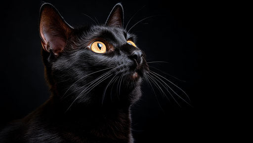 Cat on a beautiful black background, trad goth style, creative commons attribution, petcore, distinctive noses, wiccan, so beautiful, harlem renaissance 37:21