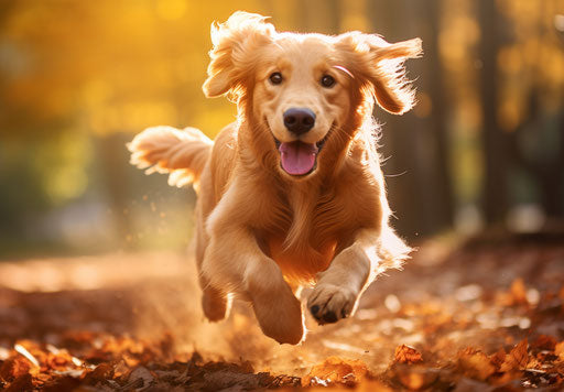 Golden retriever dog running and jumping, youthful energy