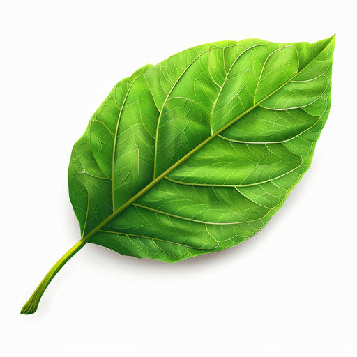 Realistic leaf clipart on white background, high details