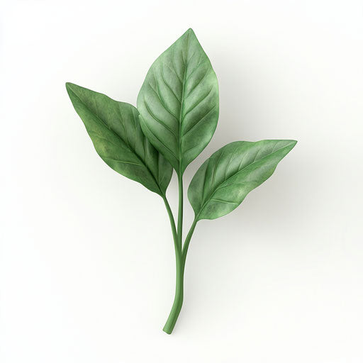 3D spinach on white realistic background in photo, isolated clipart