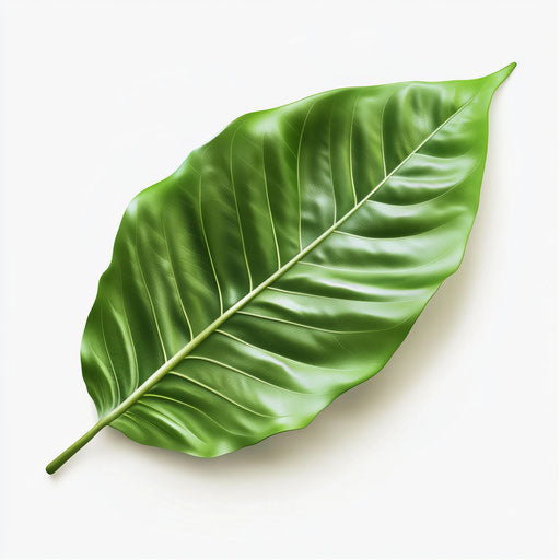 3D green leaf on flat white background