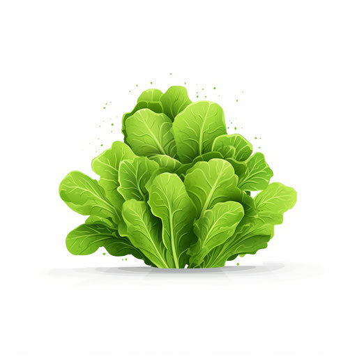 Minimalist lettuce illustration on white background
