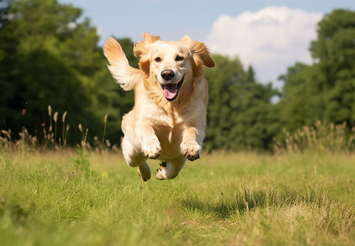 Golden retriever dog with eyes closed jumps on a meadow
