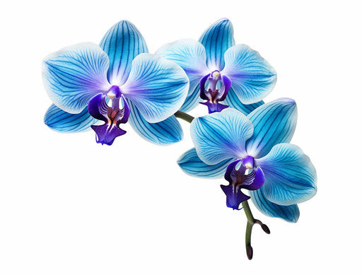 Blue orchid isolated on white background, realistic trompe-l'oeil style