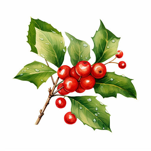 Holly illustration in the style of an oil painting, on white background