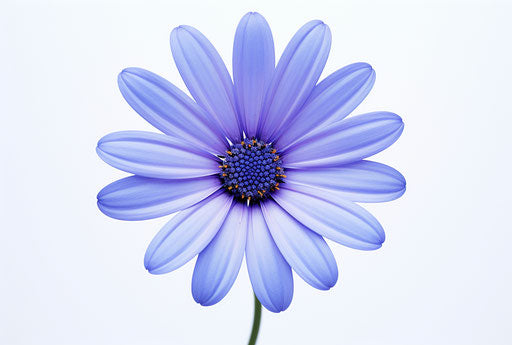 Blue daisy isolated on white background, light purple and navy style