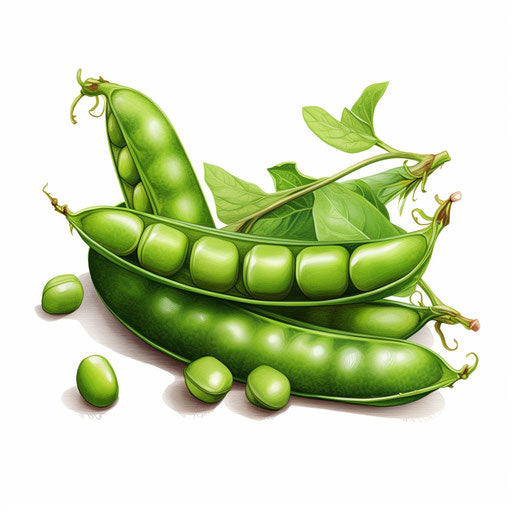 Peas illustration in the style of Chiaroscuro Art, on white background