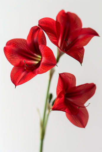 Three red flowers on white background, Imagon 300mm f/5.8 style, grandiose elegance