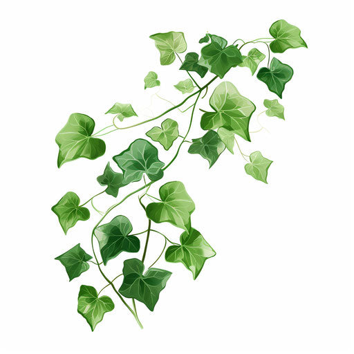 Minimalist ivy illustration on white background