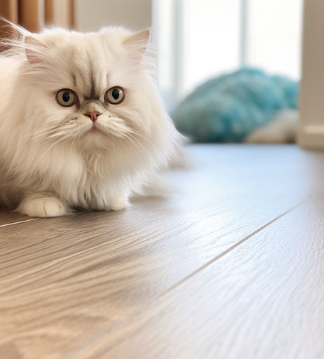 Persian cat with big eyes on wooden floor, white and aquamarine style, y2k aesthetic, 1st version
