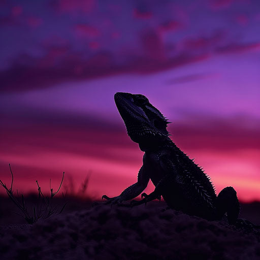 Silhouette of bearded dragon at dusk on desert plateau