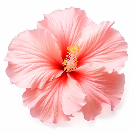 Pink hibiscus flower isolated on white background, high quality photo style inspired by synthetism