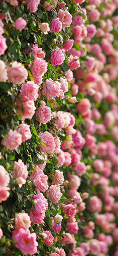 Wall of pink roses, floral theme, pink pattern, mobile wallpaper