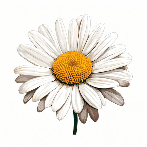 Daisy flower illustration in the style of Chiaroscuro Art, on white background
