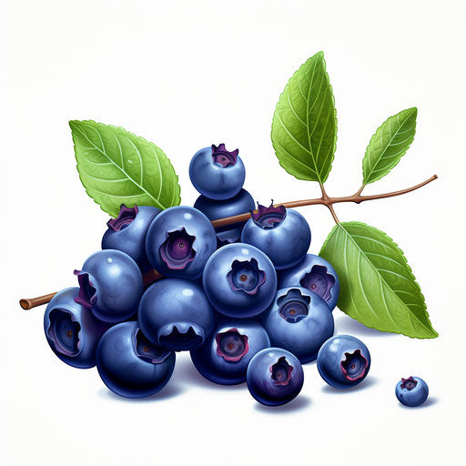 Blueberry clipart in the style of Chiaroscuro Art, on a white background