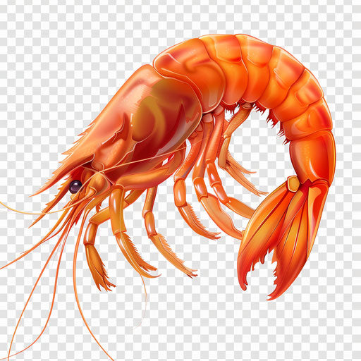 Photo-realistic shrimp clipart with flat random background, glossy finish and sharp outlines