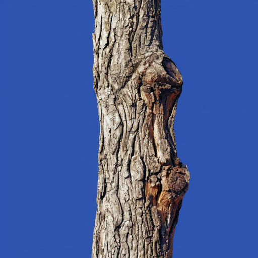 Realistic tree trunk clipart shining on flat royal blue background