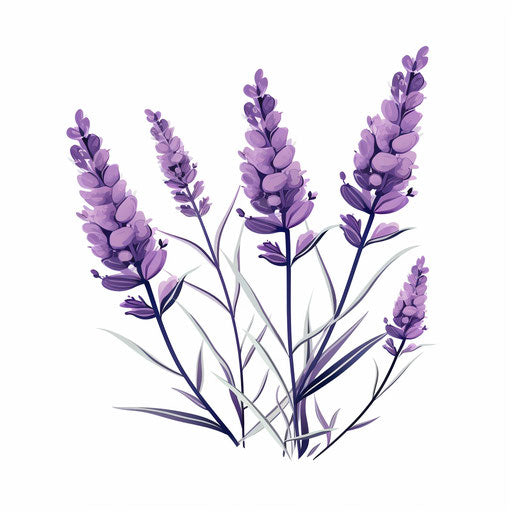 Minimalist-style lavender clipart on white background