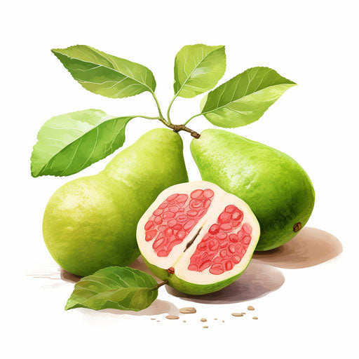 Guava artwork in Oil painting style on white background