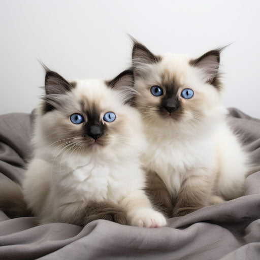 Birman Kittens