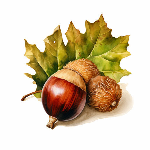 Acorn illustration in the style of an oil painting, on white background