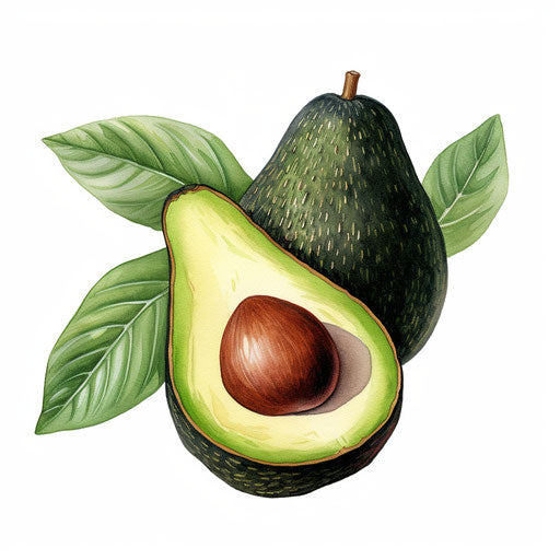 Avocado clipart in the style of Chiaroscuro Art, on a white background
