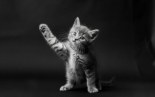 Kitten with bold gestures in black and white style