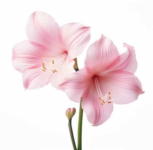 Blooming pink amaryllis isolated flowers, authentic style