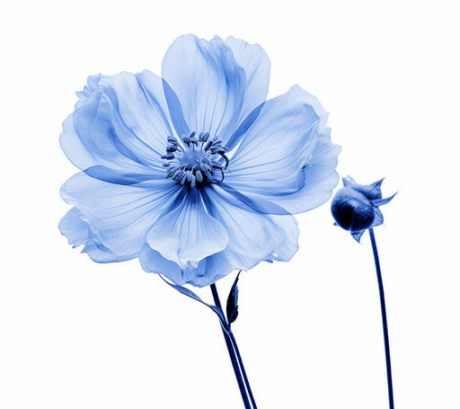 Blue flower isolated on white background in Flickr style monochrome