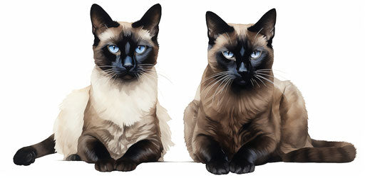Two Siamese cats on white background, dark and light style