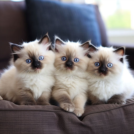 Birman kittens