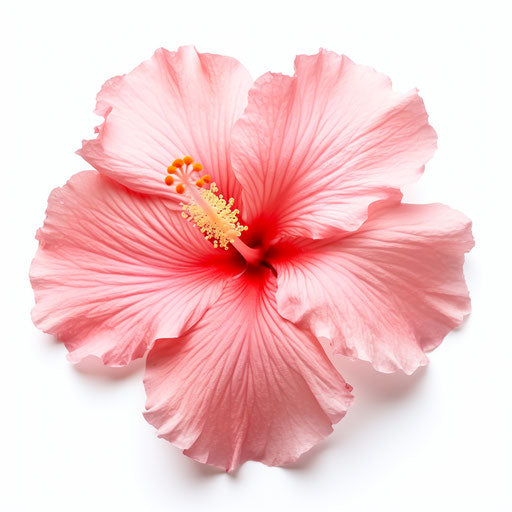 Pink hibiscus flower on white background, high quality stock photo