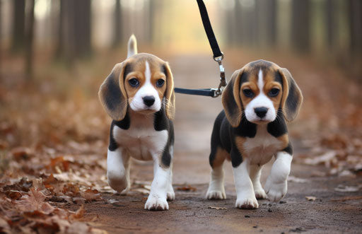 Beagle puppies on leash