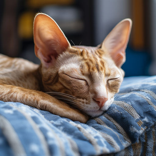 Cornish Rex cat asleep on a couch