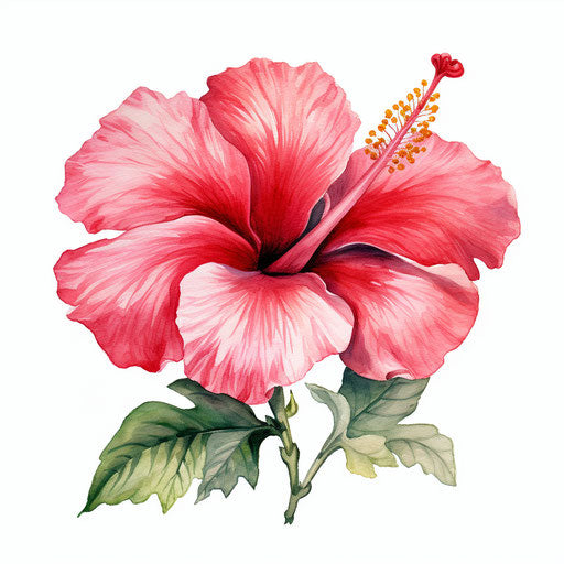 Hibiscus flower in Watercolor Art style, on white background