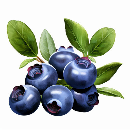 Blueberry clipart in the style of Chiaroscuro Art on white background