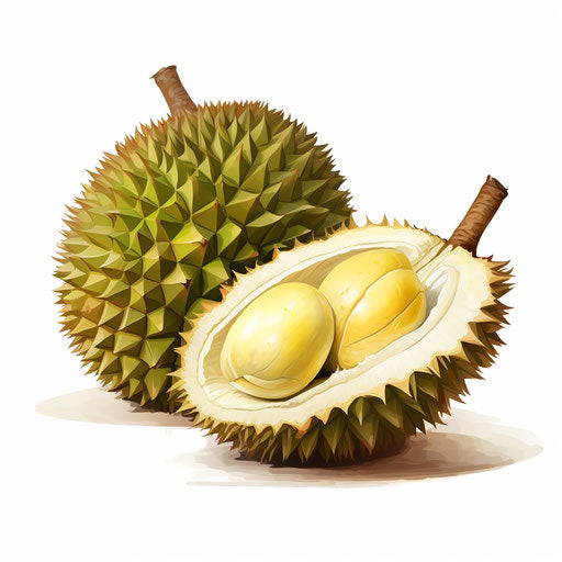 Durian clipart in the style of Oil painting, on a white background