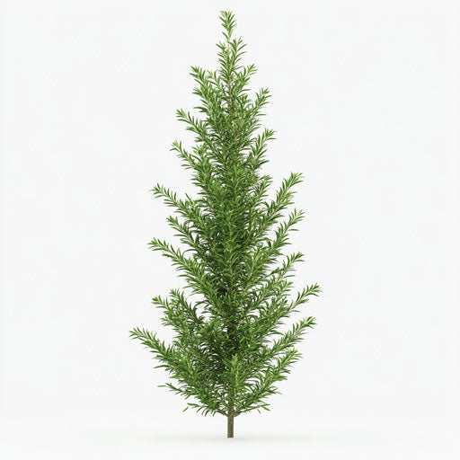 Realistic clipart of a Rosemary, high resolution, isolated