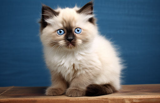 Chubby and cute kitten to adopt free image 21539