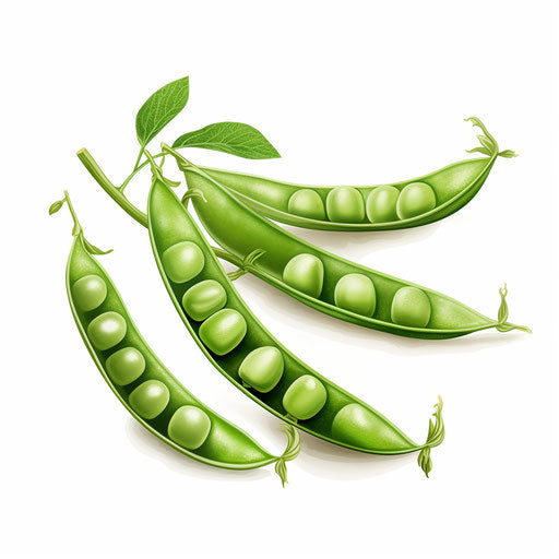 Illustration of peas in the style of Chiaroscuro Art, on white background