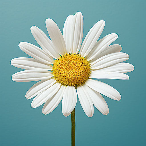 White daisy on green blobby background, calming symmetry