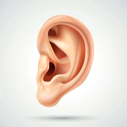 Photo realistic ear clipart on flat white background