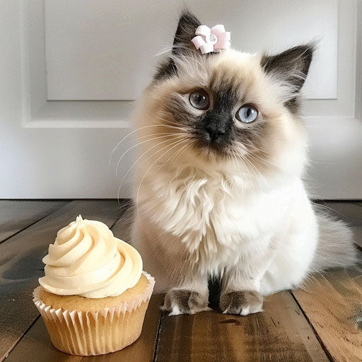 Himalayan cat with a tiny bow on its head, next to a cupcake