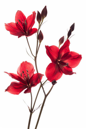Three red flowers under a white background, reminiscent of rodenstock imagon 300mm f/5.8, stunning beauty