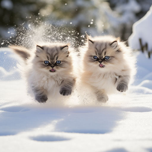 himalayan cat kittens playing in the snow