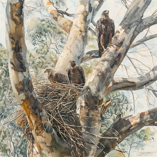 Hidden wedge-tailed eagle nest in ancient eucalyptus