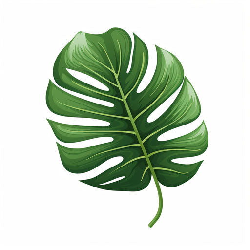 Monstera leaf in Minimalist style, on white background