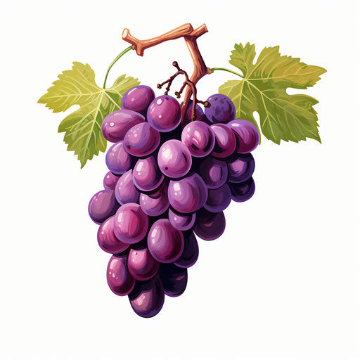 Grapes drawing in the style of Chiaroscuro Art, on white background