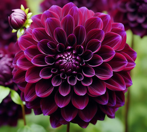 Dahlias blooming boldly in dark purple style